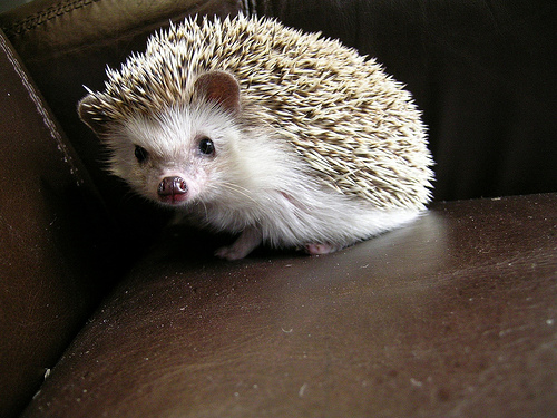 Hedgehog Preservation Society